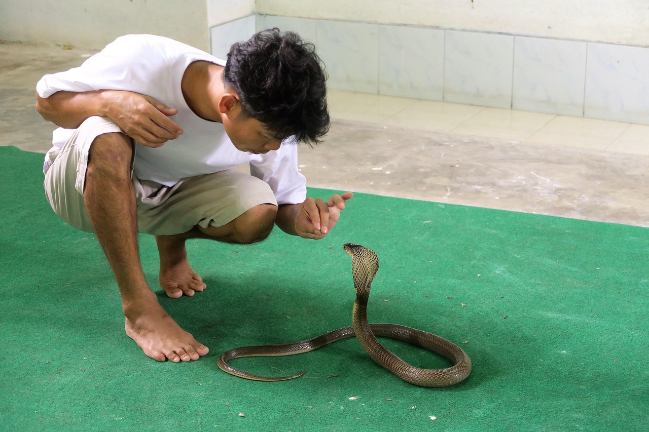 Bayi 1 Tahun Gigit Mati Ular Kobra, Hebohkan Warga Bihar India